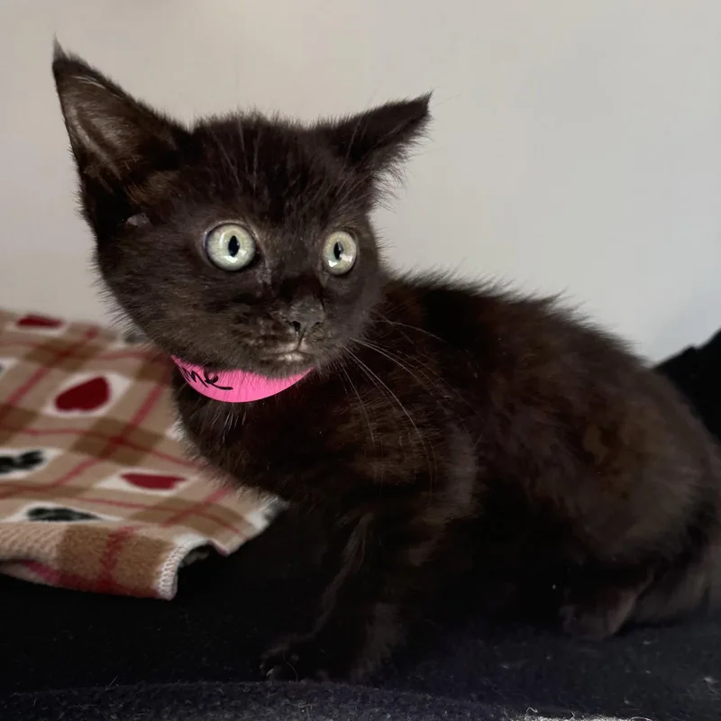 A baby small-sized female Domestic Short Hair cat named Thyme for adoption in Oakland, CA