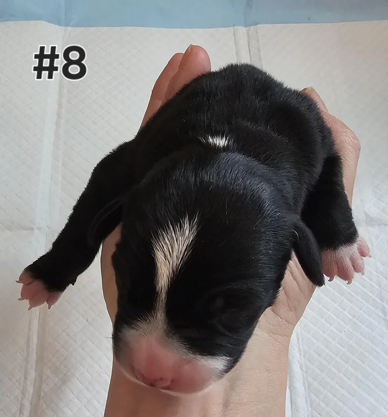 Stella thumbnail 2