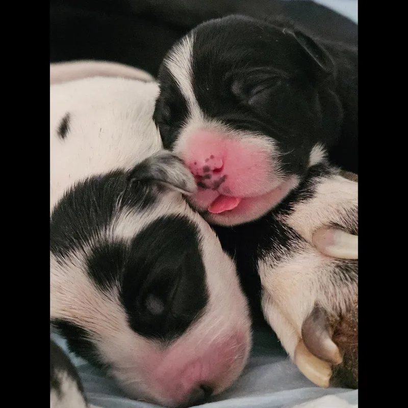 Stella thumbnail 3