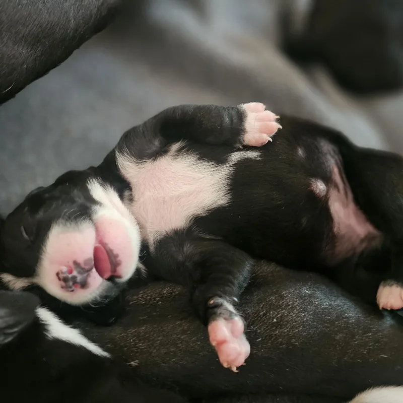 Stella thumbnail 5
