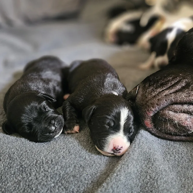 Stella thumbnail 6