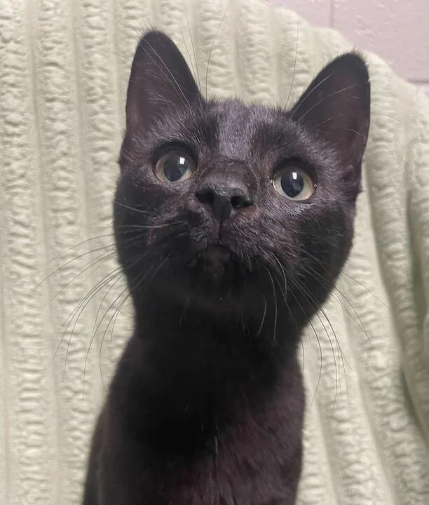 A young small-sized female Domestic Short Hair cat named Star for adoption in Jackson, MI