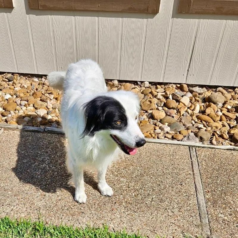 An adult medium-sized male White / Cream Border Collie dog named Leonidas for adoption in The Woodlands, TX