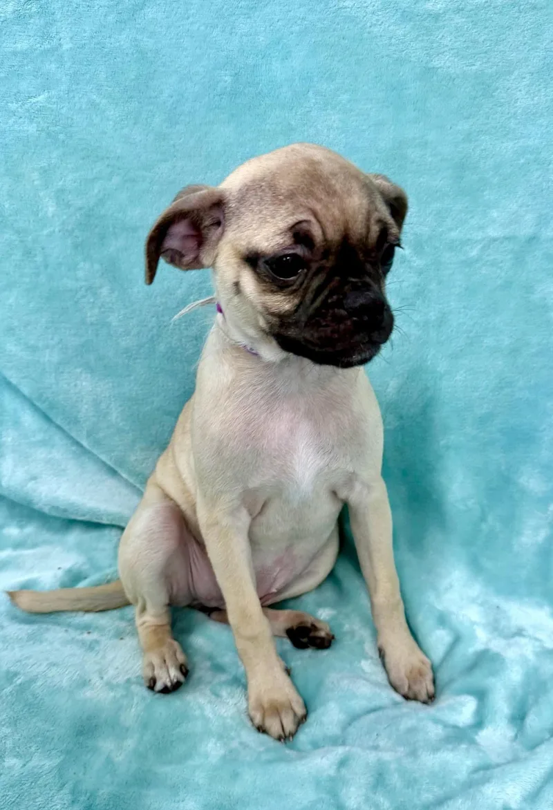 A baby small-sized female Yellow / Tan / Blond / Fawn Pug dog named French Fry for adoption in East Sparta, OH