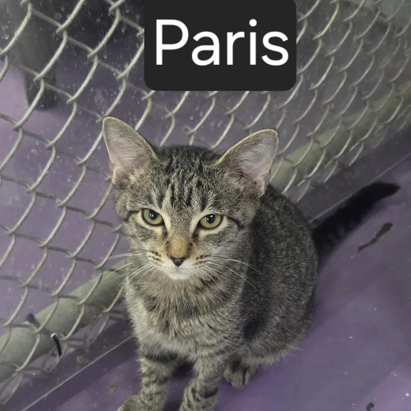 A young medium-sized female Tabby (Gray / Blue / Silver) Domestic Short Hair cat named Paris for adoption in SNOW HILL, NC
