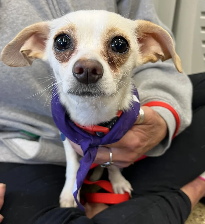 An adult small-sized male Yellow / Tan / Blond / Fawn Chihuahua dog named Romeo for adoption in Grosse Pointe Park, MI