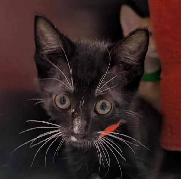 A baby small-sized female Domestic Short Hair cat named Tux for adoption in Dublin, CA