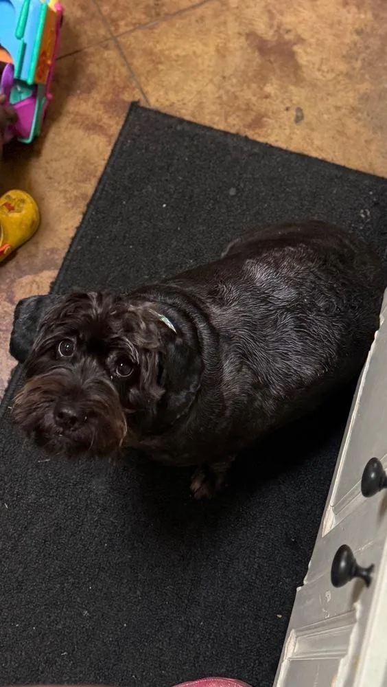 An adult small-sized female Tricolor (Brown, Black, & White) Schnauzer dog named Chyna for adoption in Crystal Springs, MS