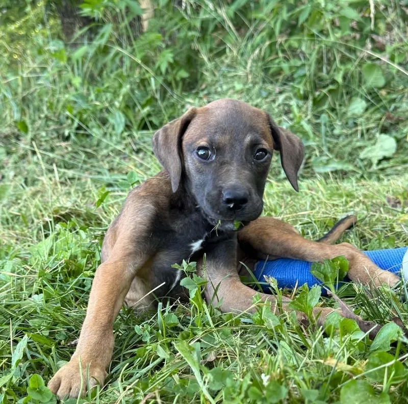 A baby medium-sized male Labrador Retriever dog named Rooster for adoption in Bolivar, MO