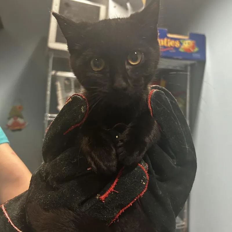 A baby small-sized male Black Domestic Short Hair cat named Cranberry Juice for adoption in Chattanooga, TN