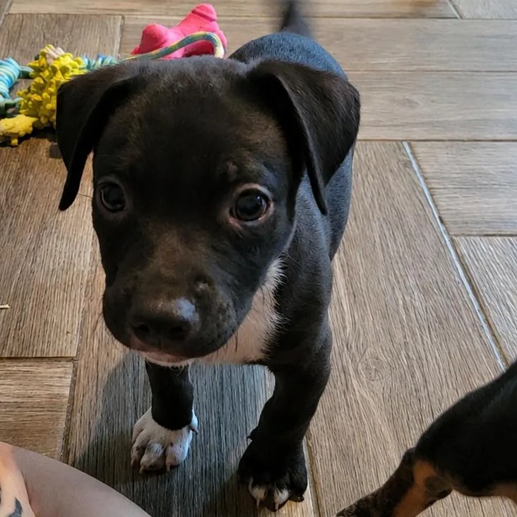 A baby medium-sized male Black Terrier dog named Wembley SH for adoption in Austin, TX