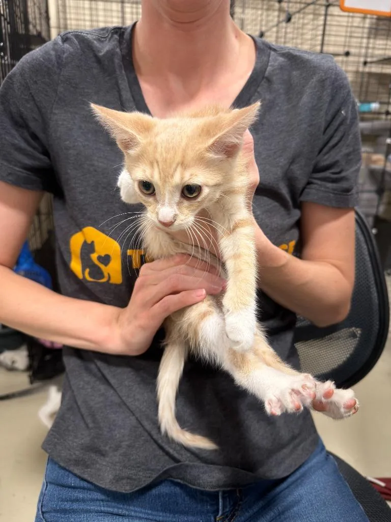 A baby small-sized female Domestic Short Hair cat named Ruby Roundhouse for adoption in La Verkin, UT