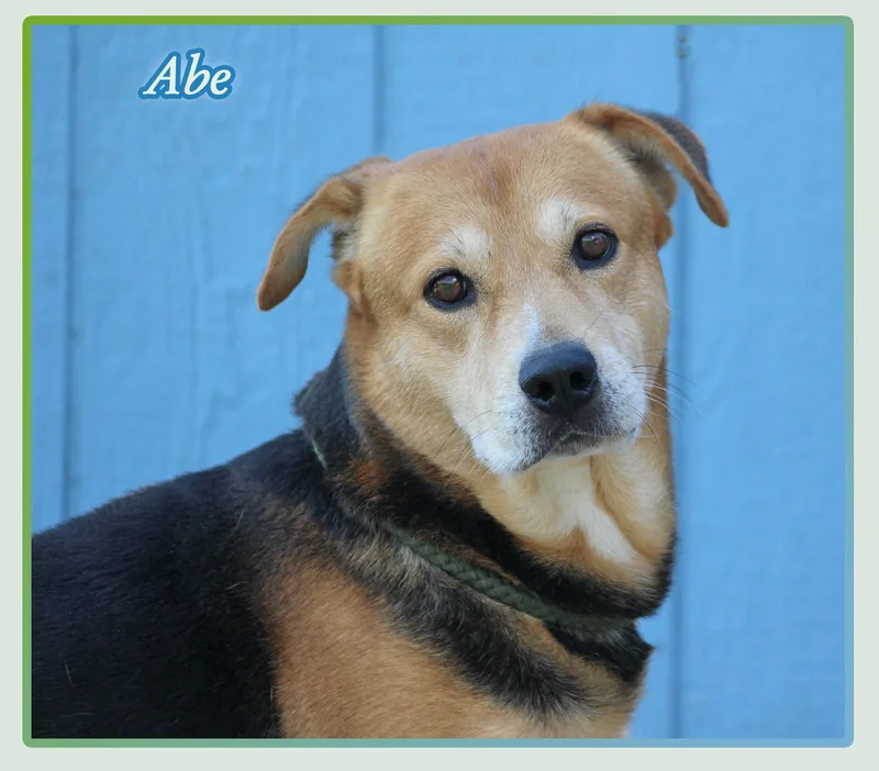 An adult large-sized male Black Labrador Retriever dog named Abraham for adoption in Hillsboro, TX