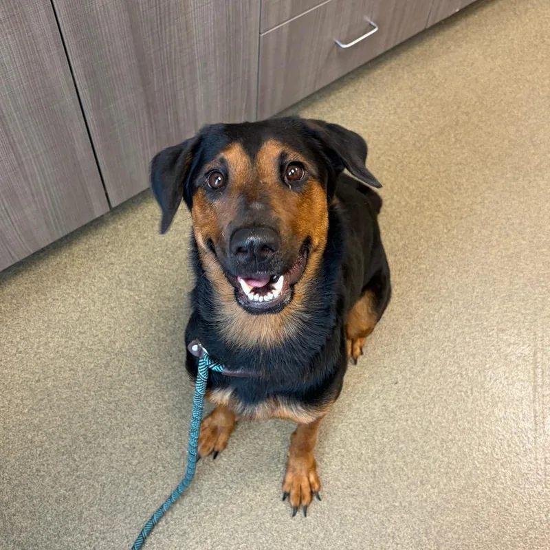 A young large-sized female Black German Shepherd Dog dog named Gabby for adoption in Council Bluffs, IA