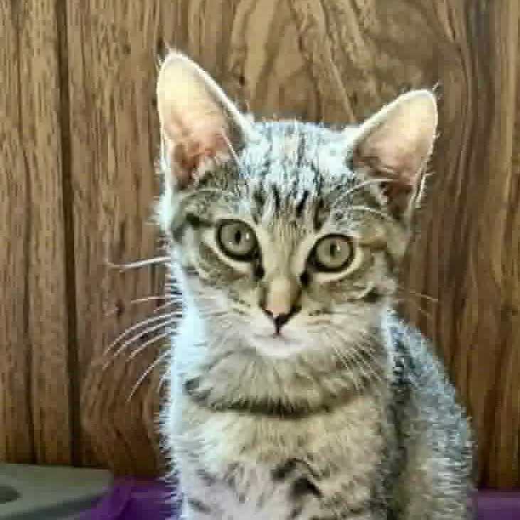 A baby small-sized female Gray / Blue / Silver Domestic Short Hair cat named Dancing Queen for adoption in Aldie, VA