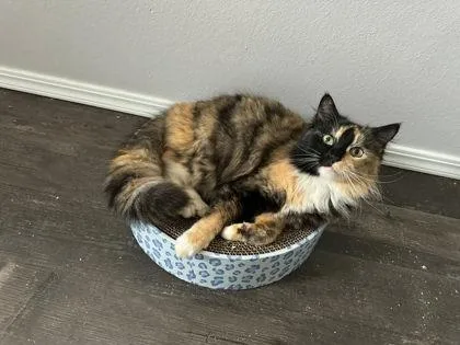 Duchess Von Floofington