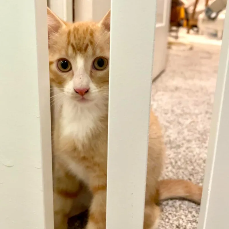A baby small-sized male Orange / Red Domestic Short Hair cat named Frodo Spencer for adoption in Eagle Mountain, UT