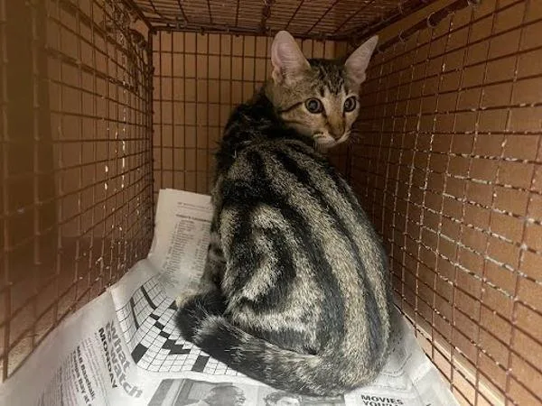 A baby small-sized female Domestic Short Hair cat named Ash for adoption in Austin, TX