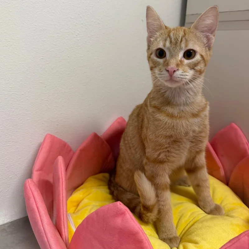 A baby medium-sized male Orange / Red Domestic Short Hair cat named River for adoption in Floresville, TX