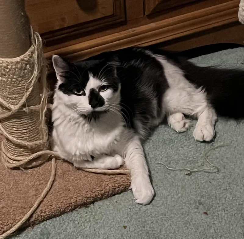 An adult medium-sized female Black & White / Tuxedo Domestic Short Hair cat named Olivia for adoption in Walled Lake, MI