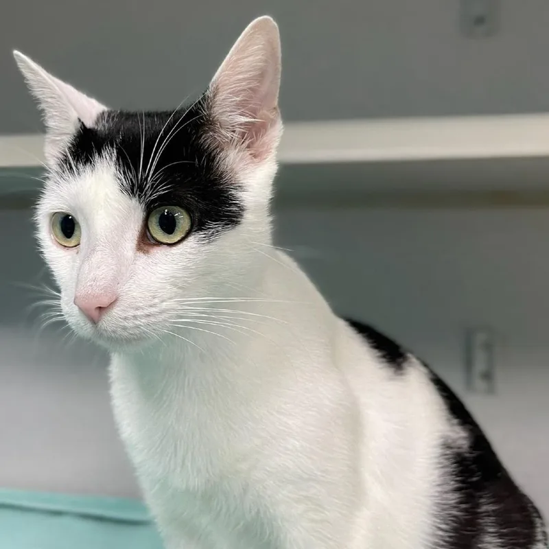 An adult medium-sized female White Domestic Short Hair cat named Panda for adoption in Newark, NJ