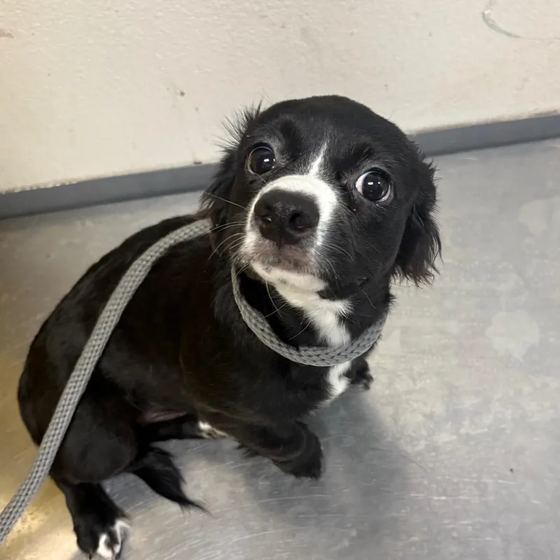A young small-sized female Black Mixed Breed dog named Lisa for adoption in Yuma, AZ