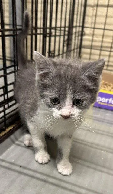 A baby small-sized female Domestic Short Hair cat named Linh for adoption in Apollo, PA
