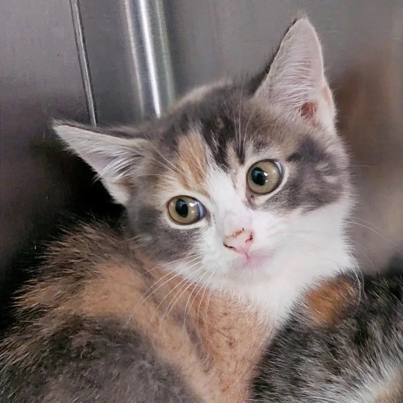 A baby medium-sized female Dilute Calico cat named Loo Loo microwaveboxlitter for adoption in Houston, TX