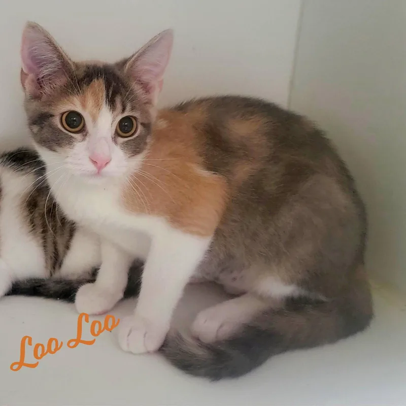 Loo Loo microwaveboxlitter thumbnail 2