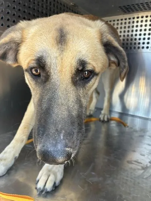 An adult large-sized female German Shepherd Dog dog named Fiddle for adoption in Phoenix, AZ