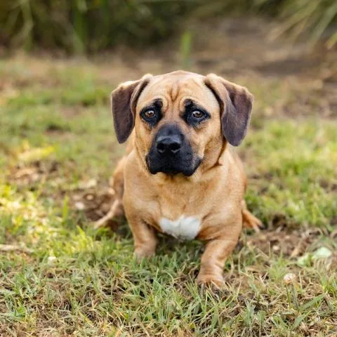 A senior small-sized female Beagle dog named Anita for adoption in Camarillo, CA