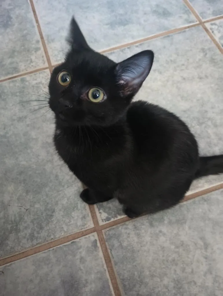 A baby small-sized female Domestic Short Hair cat named Olive for adoption in Ogden, UT