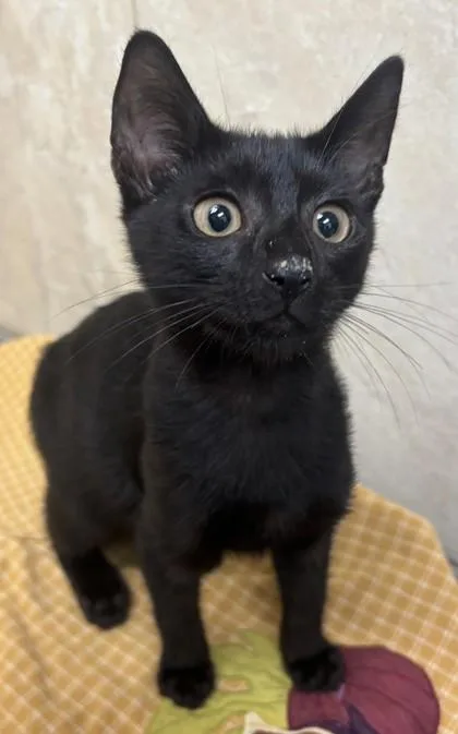 A baby small-sized male Domestic Short Hair cat named Gavin for adoption in Honolulu, HI
