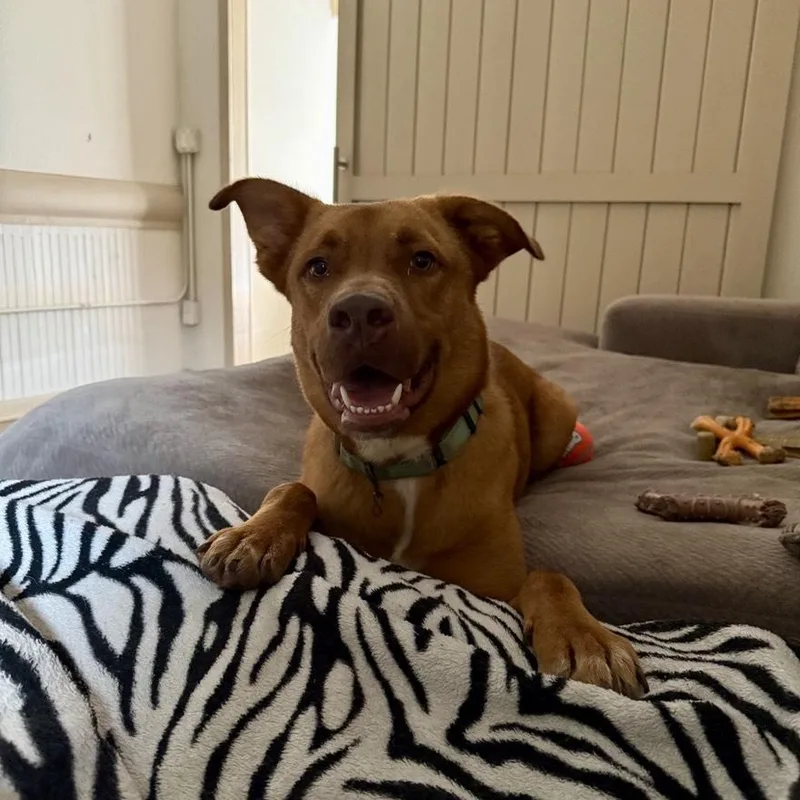 A young medium-sized male American Staffordshire Terrier dog named Redding for adoption in Houston, TX