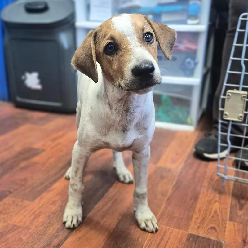 A baby medium-sized male Brown / Chocolate Jack Russell Terrier dog named Austin Powers for adoption in Wahiawa, HI