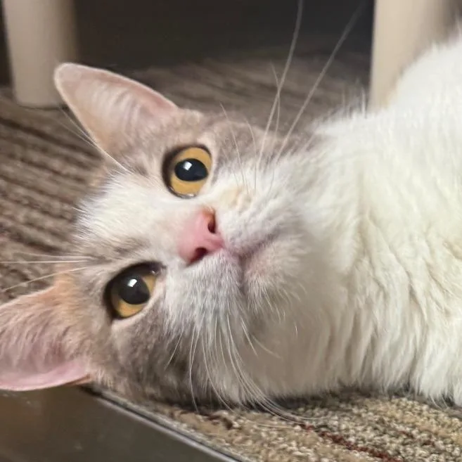 An adult medium-sized female Calico Domestic Short Hair cat named Elsa for adoption in Sand Springs, OK