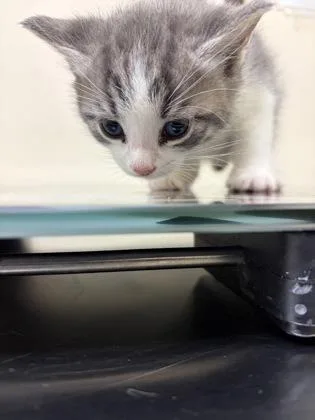 A baby small-sized male Domestic Short Hair cat named Ice Lolly for adoption in West Chester, PA