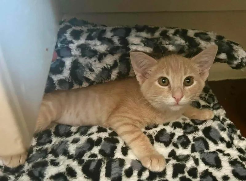 A baby small-sized female Domestic Short Hair cat named Gouda for adoption in tucson, AZ