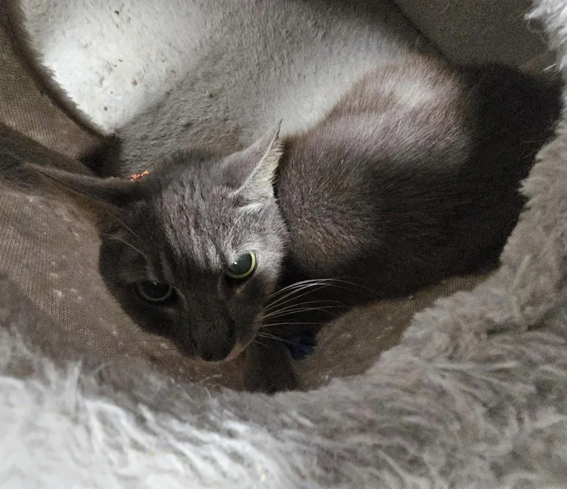A young medium-sized female Domestic Short Hair cat named Welku for adoption in Satellite Beach, FL
