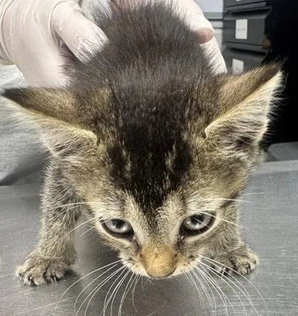 An adult small-sized male Domestic Short Hair cat named Sunny for adoption in West Chester, PA