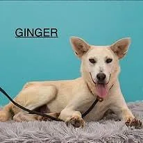Ginger