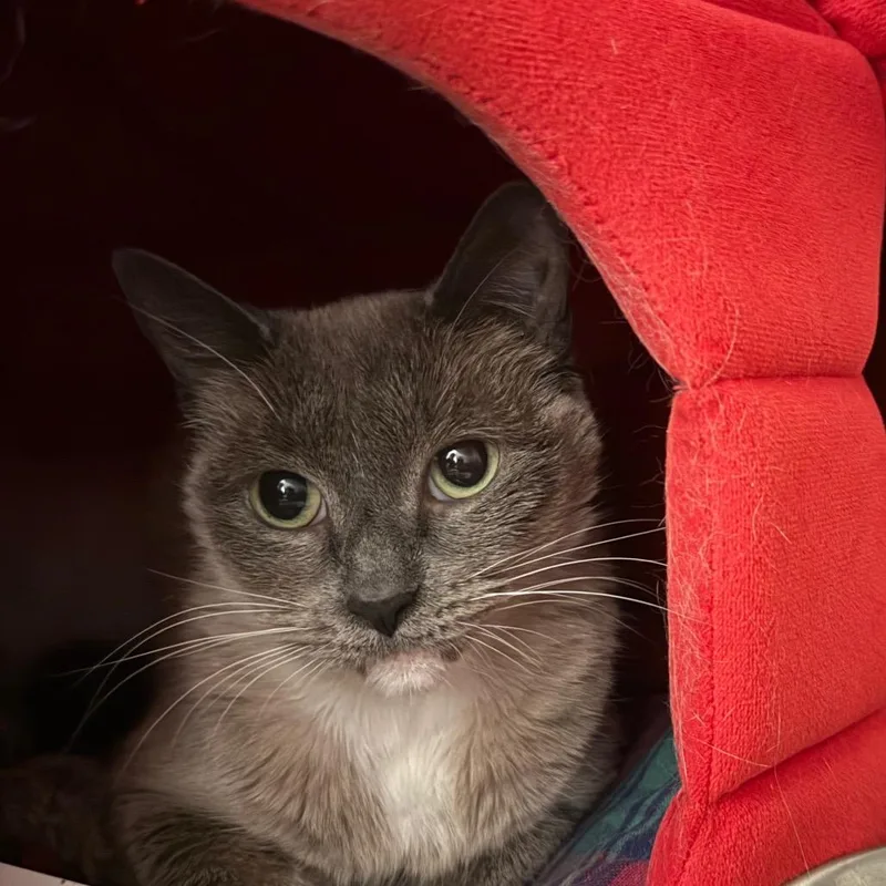 A senior medium-sized female Gray / Blue / Silver Domestic Short Hair cat named Tinkerbell for adoption in Ballston Spa, NY
