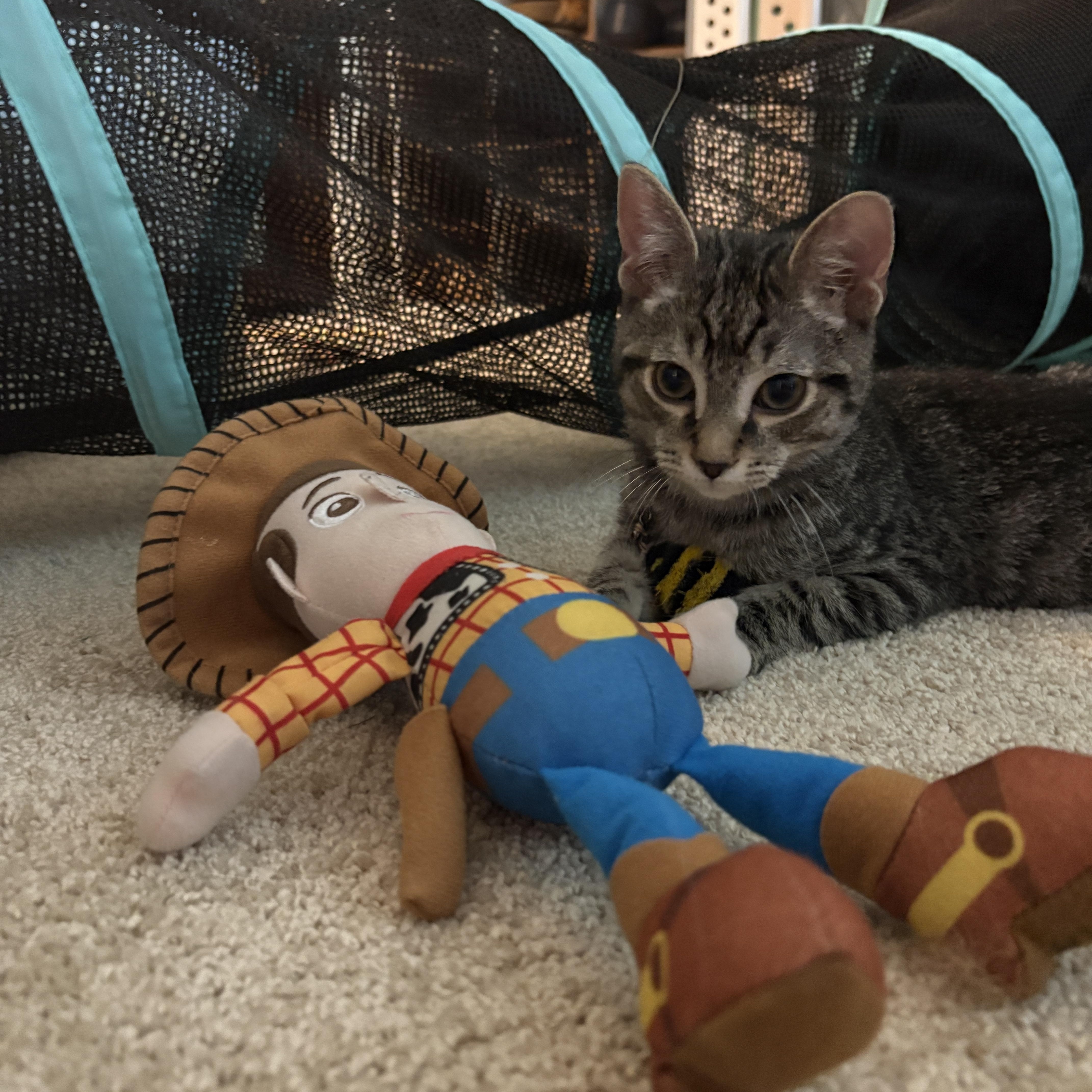 A baby small-sized female Domestic Short Hair cat named Jessieand Woody for adoption in Warminster, PA