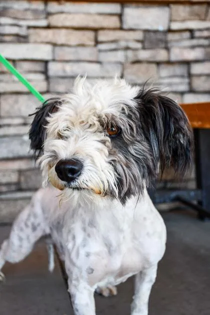 An adult small-sized male Lhasa Apso dog named Kenny Rogers for adoption in Yakima, WA