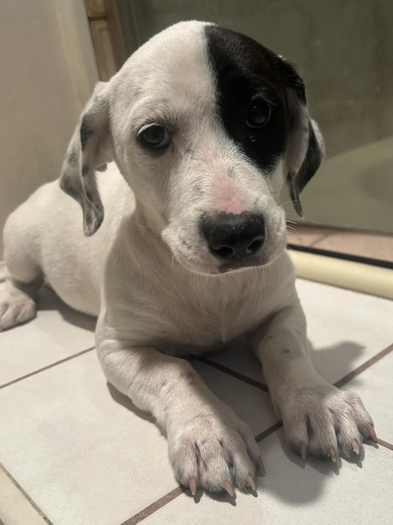 A baby medium-sized female Labrador Retriever dog named Gidget for adoption in El Cajon, CA