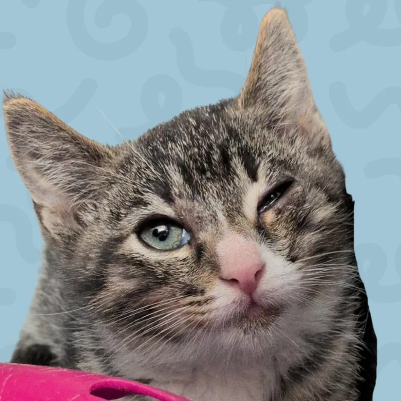 A baby small-sized male Gray / Blue / Silver Domestic Short Hair cat named Wonton for adoption in Reno, NV