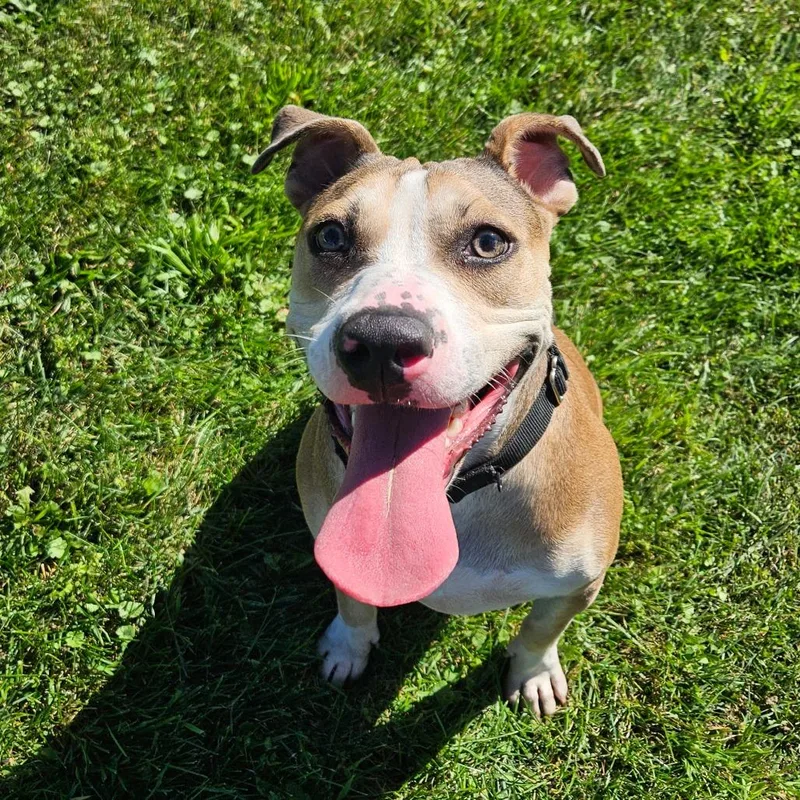 An adult medium-sized female Mixed Breed dog named Rya for adoption in Oneonta, NY