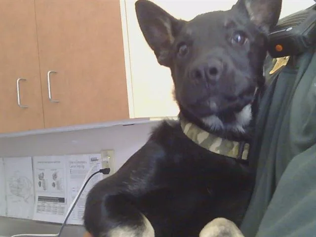 A baby small-sized male German Shepherd Dog dog named Bradley for adoption in Sacramento, CA