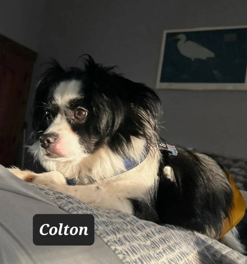 A young small-sized male Papillon dog named Colton for adoption in Buffalo, MO