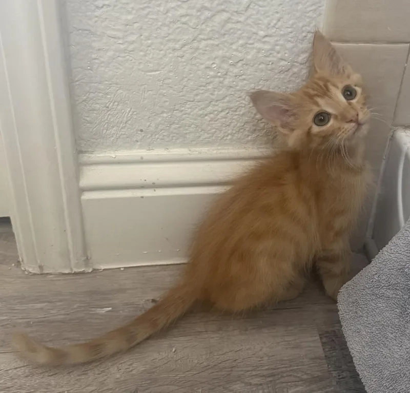 A baby small-sized male Tabby (Orange / Red) Tabby cat named Ed Curtis for adoption in Chandler, AZ